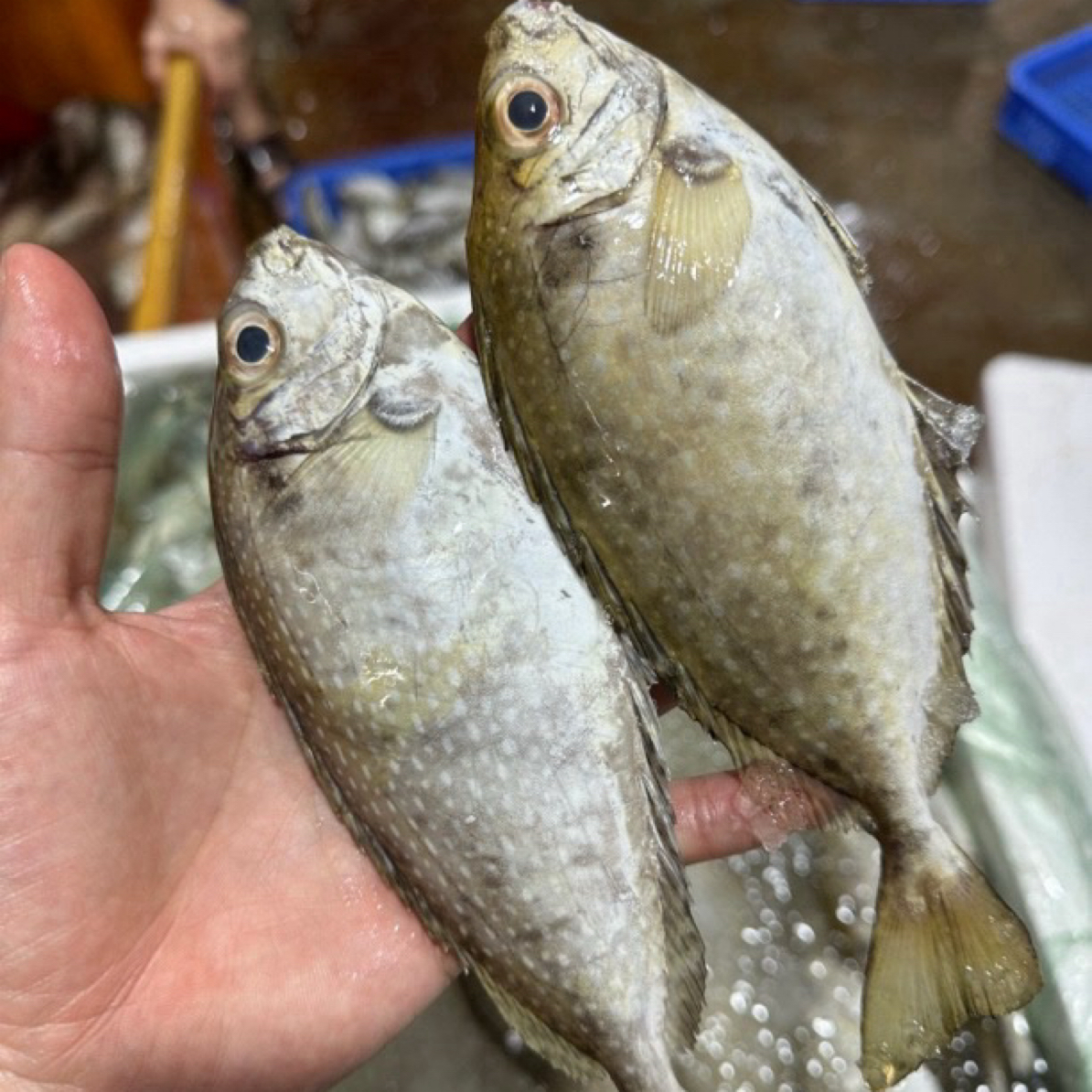 广东湛江 泥猛鱼 帮杀15-20%损耗