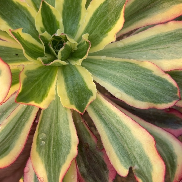 多肉植物大魅影不售后