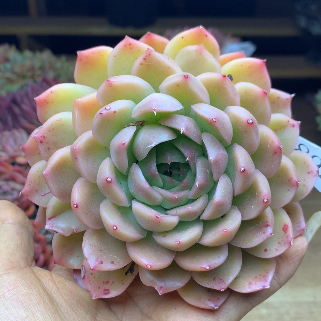 1892杂交精品基地11冠