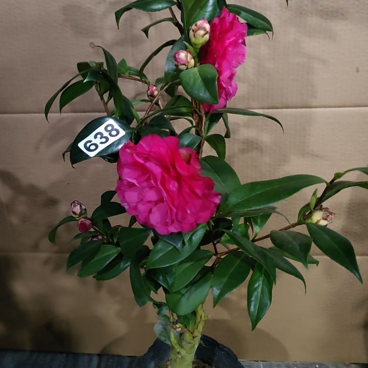 638美千，紫玫瑰，原盆原土发货