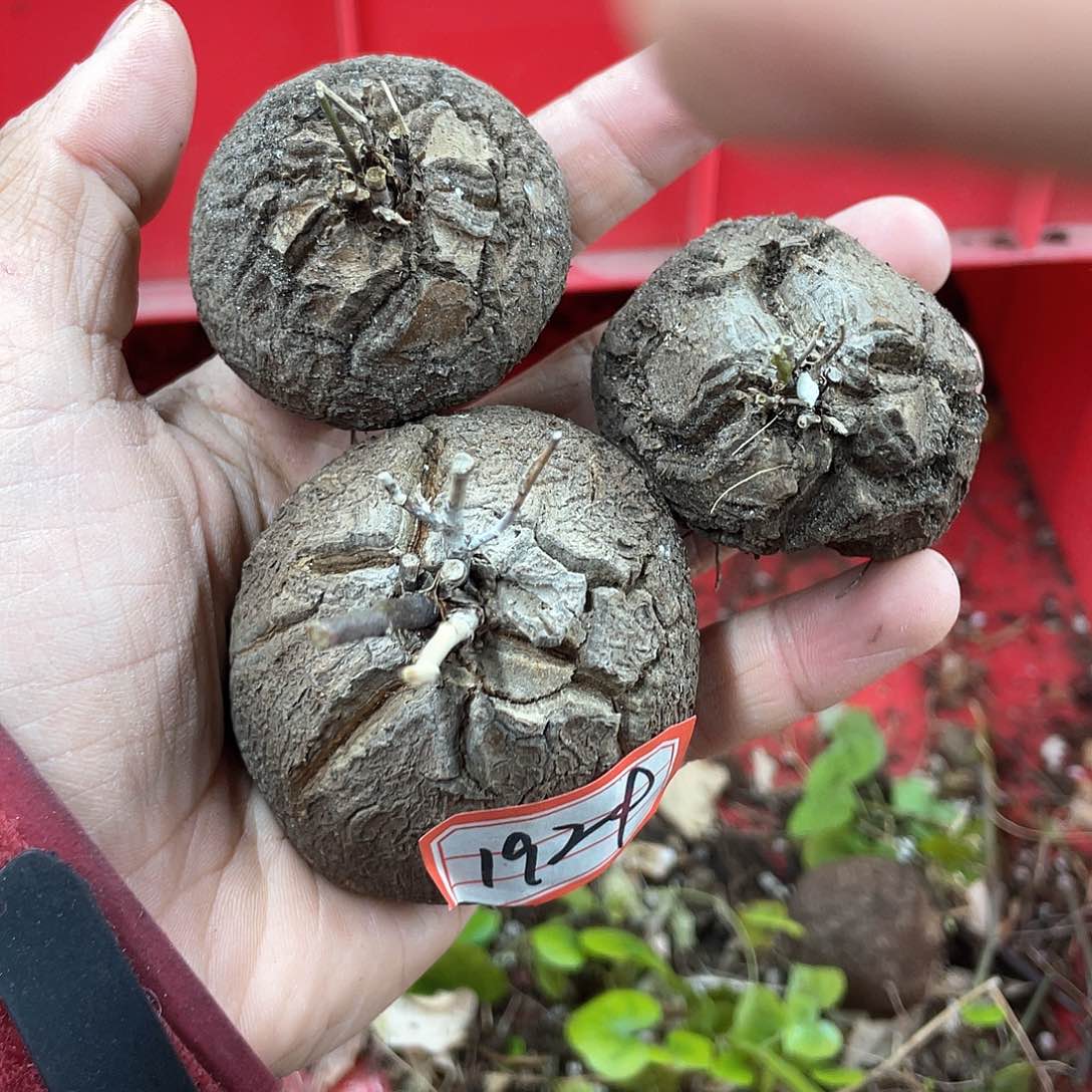 龟甲龙一物一拍1924号3颗