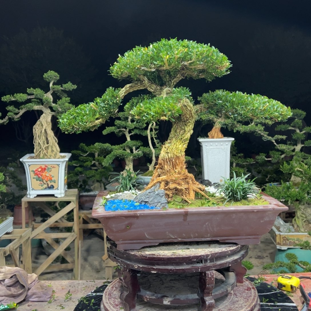 无花朵广东皱皮雀舌黄杨