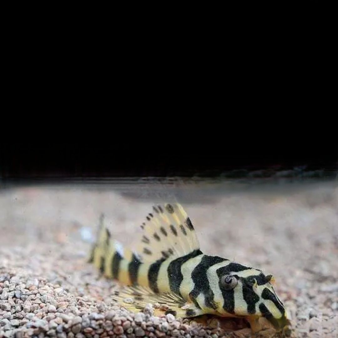 黄金斑马L134帝王迷宫L333南美异形鱼迷宫鱼活体