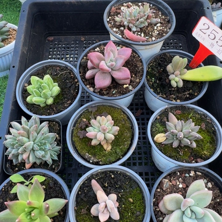 2555多肉植物一物一拍