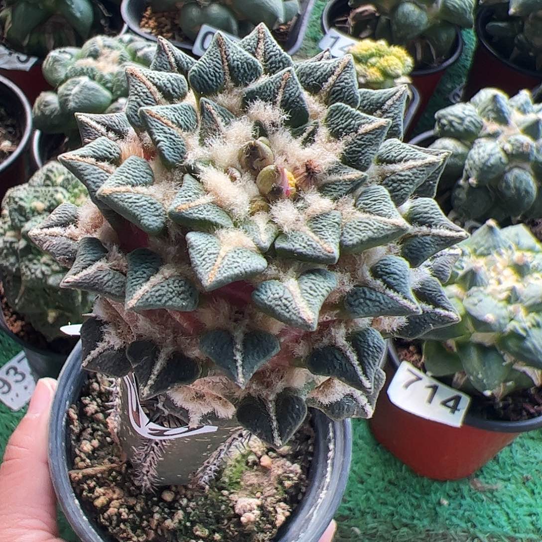 无花朵福利黑牡丹258