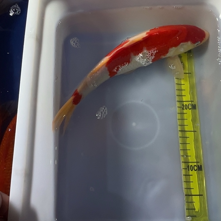 锦鲤锦鲤红白三色