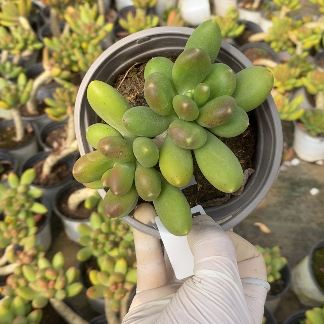 ᨳ***ᐝ5107金蝉老桩一物一拍