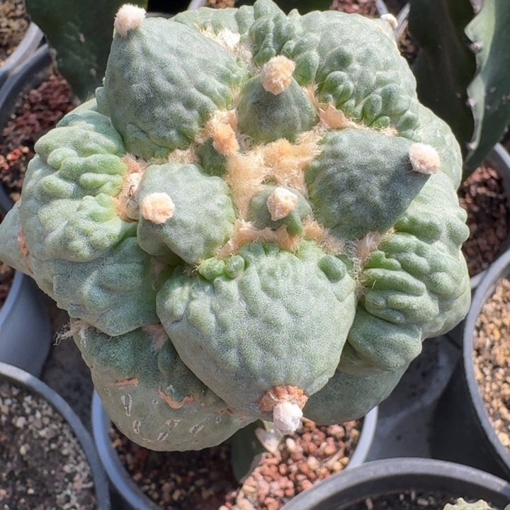 村主苗接仙人球捡漏