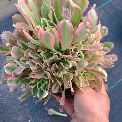 521雨花石多肉植物