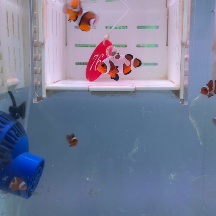 海水鱼精品混搭2条3.5-4