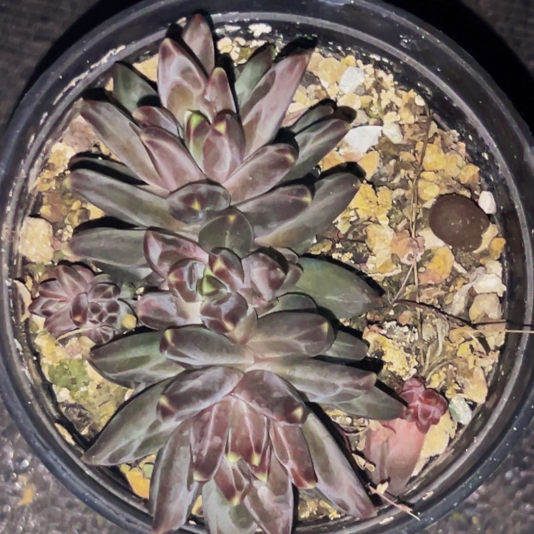 桔云多肉美人精品系列