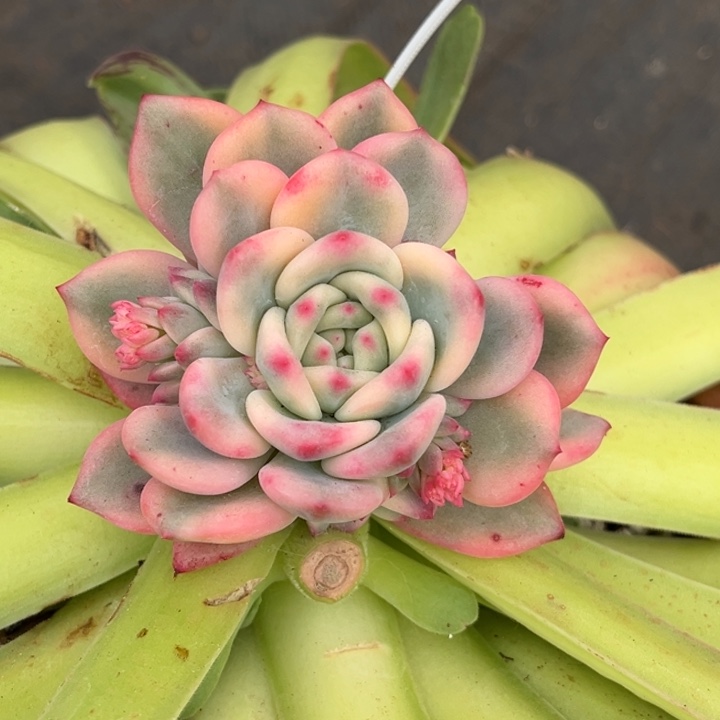 爱丽尔锦一颗价格爆崽