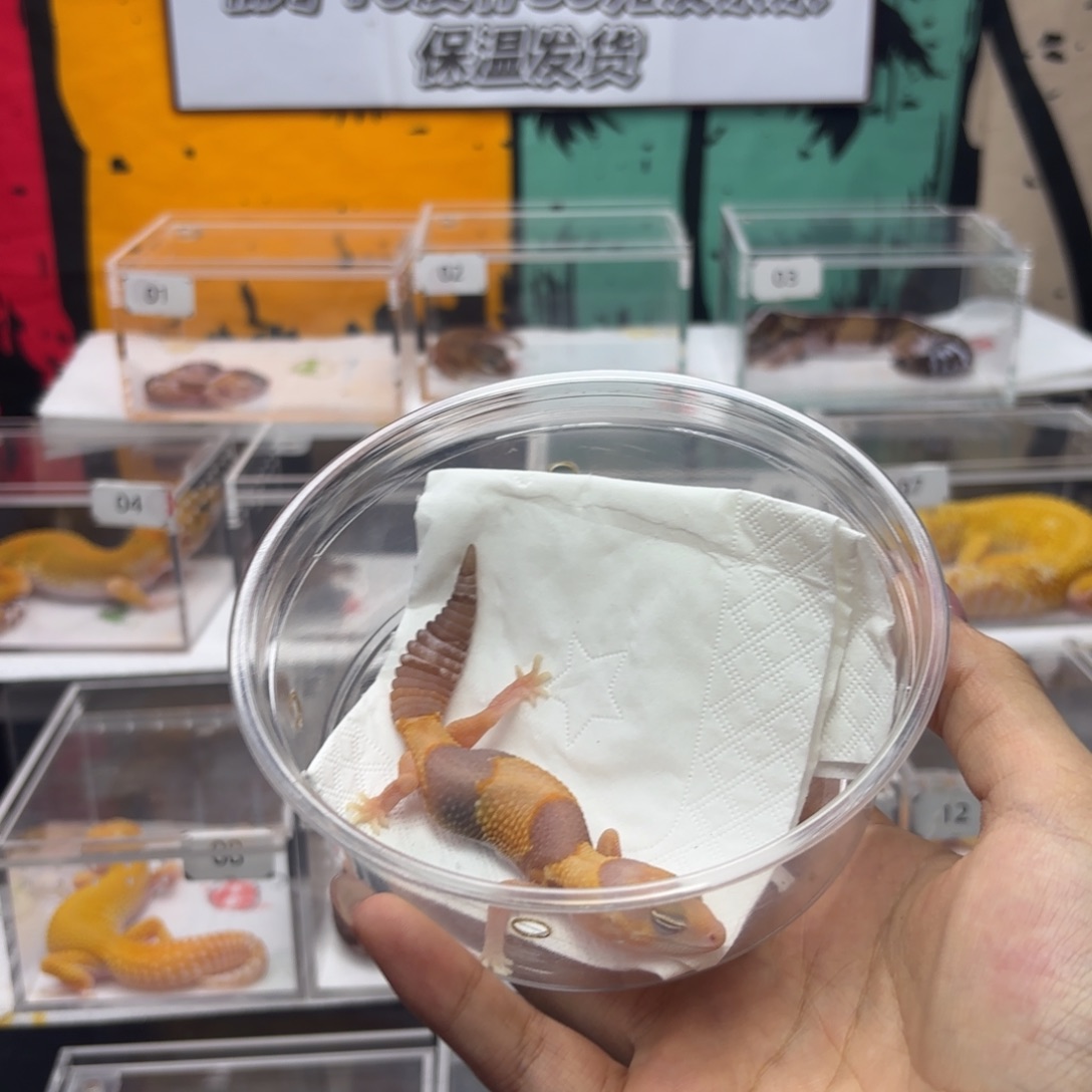 肥尾守宫橘白弟弟 J081