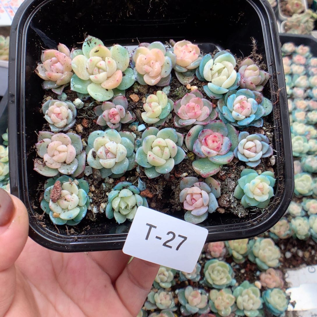 无花朵T27珍妮混英语