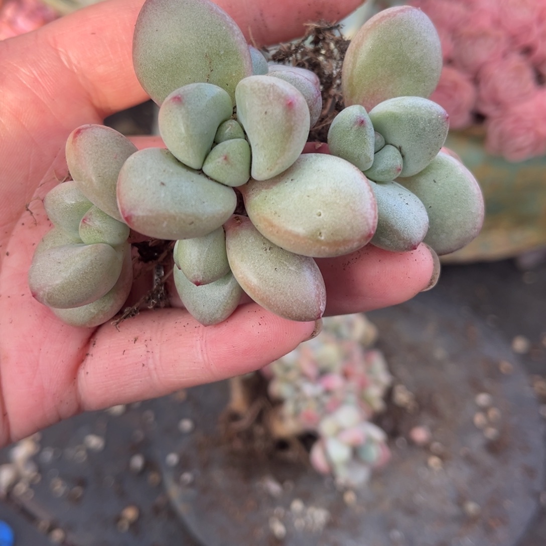 桃白白精品多肉自然群