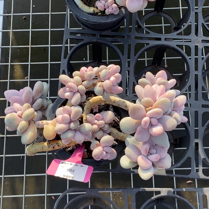 368桃蛋肉肉肉肉肉肉