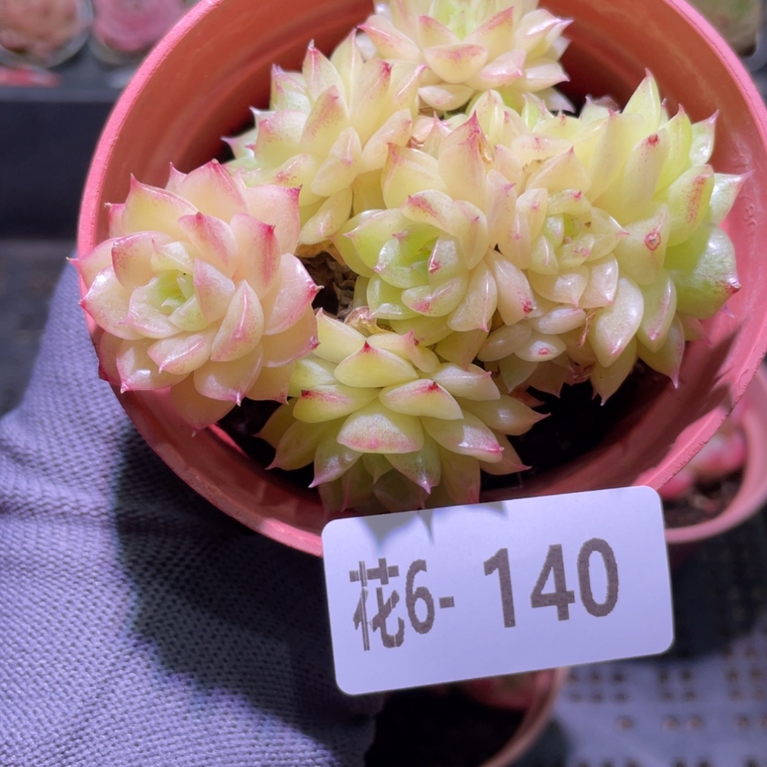 花利美6-140麦秆群