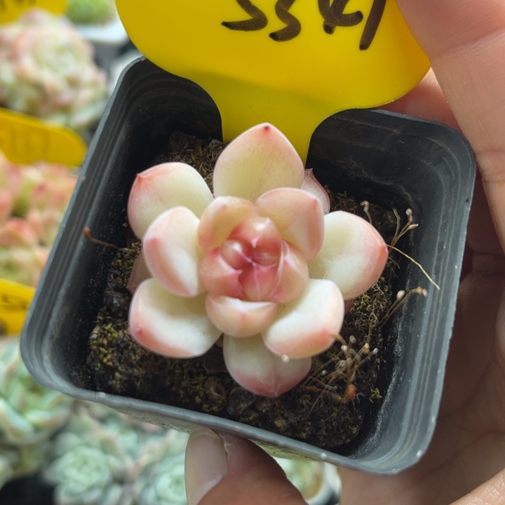 粉油透暗纹珍妮单头5347