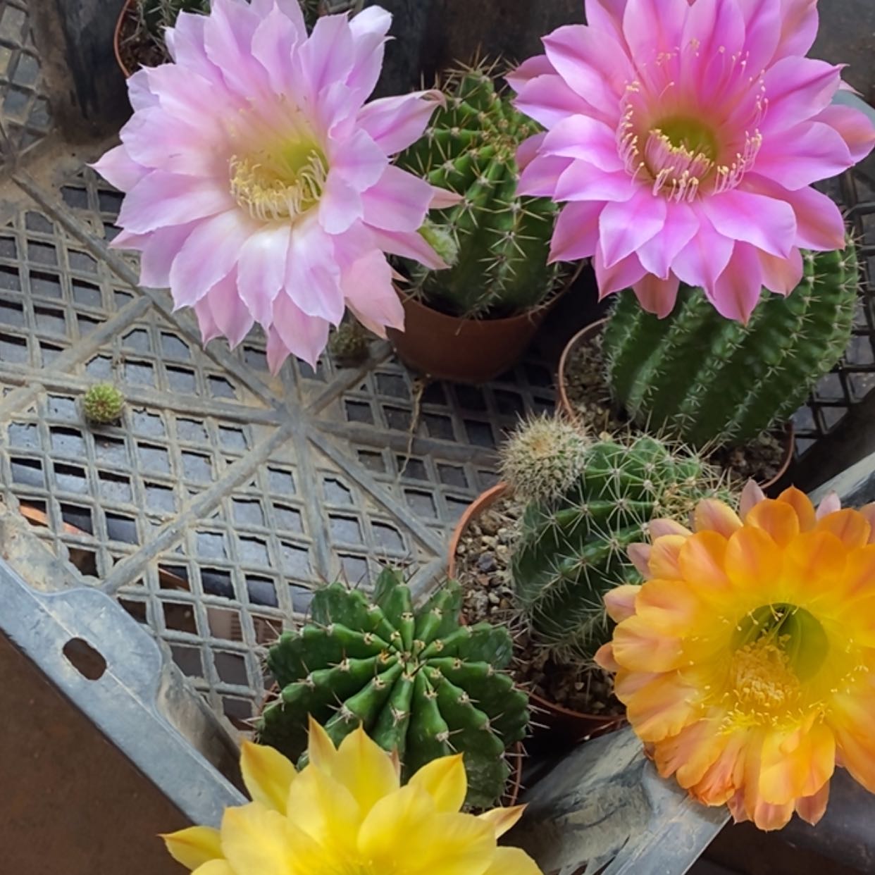 【闪购商品】彩草5个