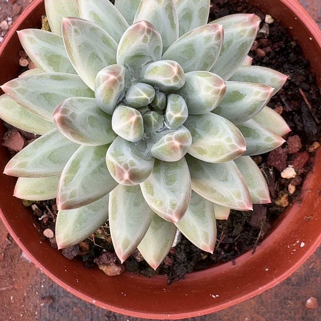 多肉植物青花瓷单头