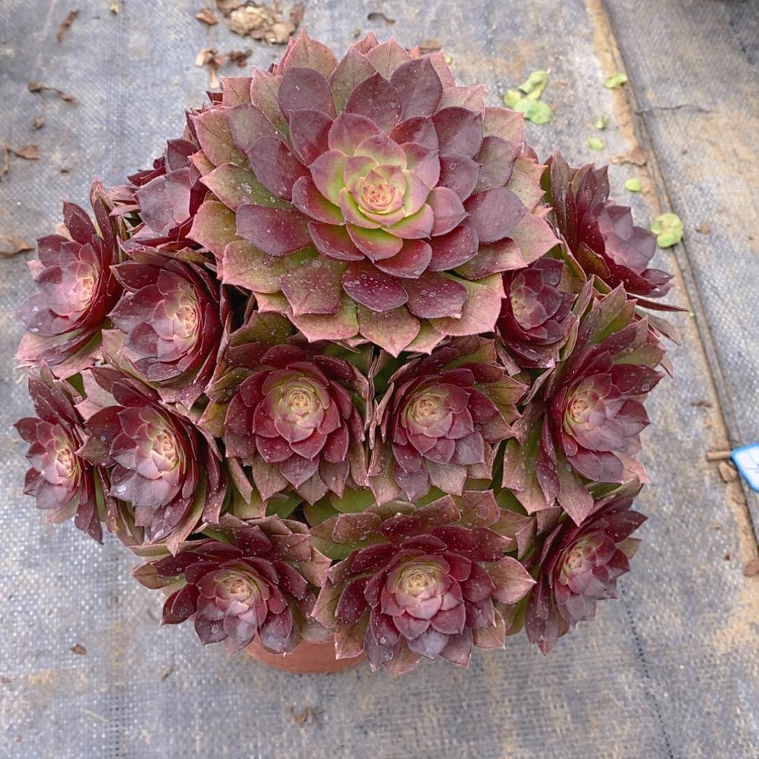 212红魔玫瑰多肉法师