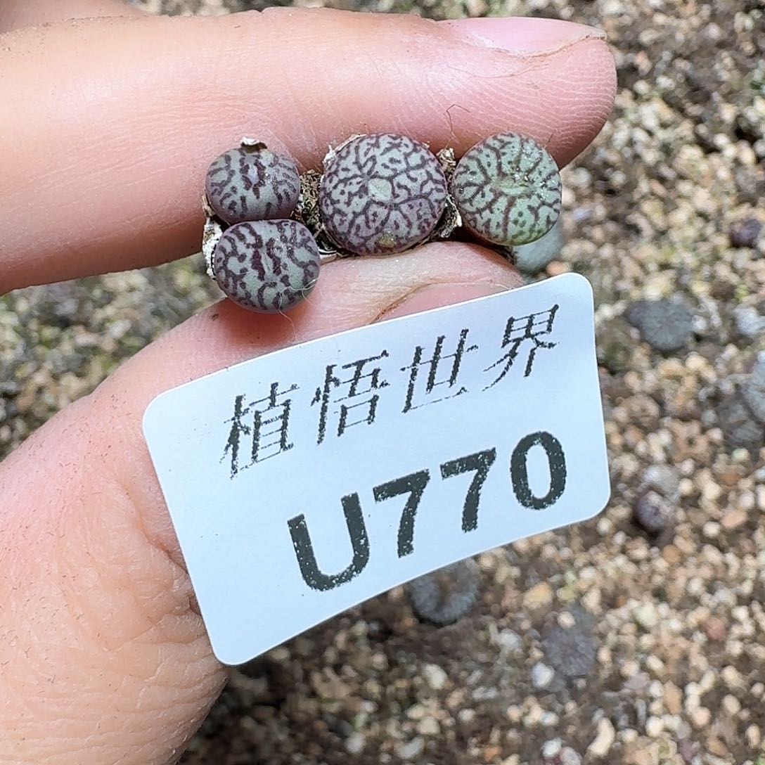 770盒多肉植物哇f