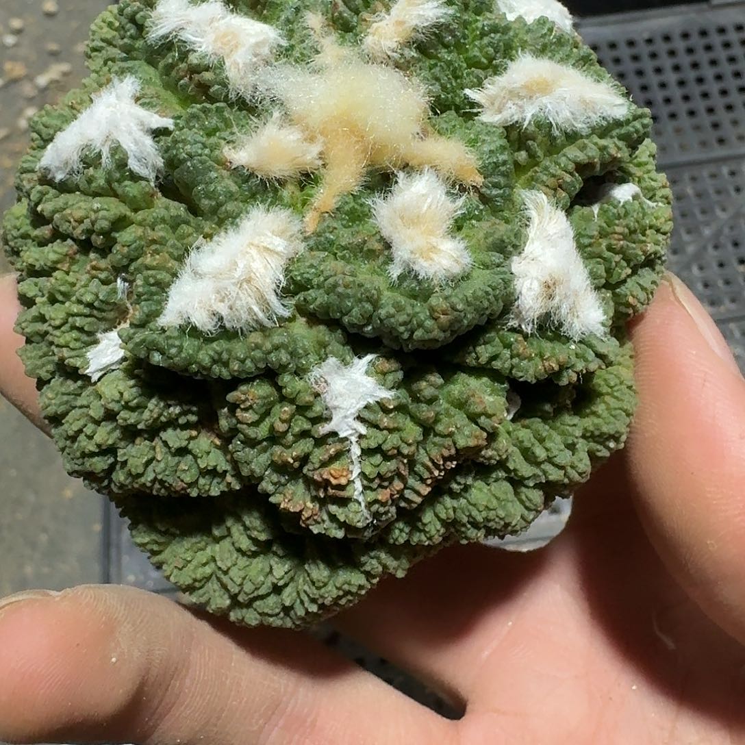 654号仙人球萝卜根