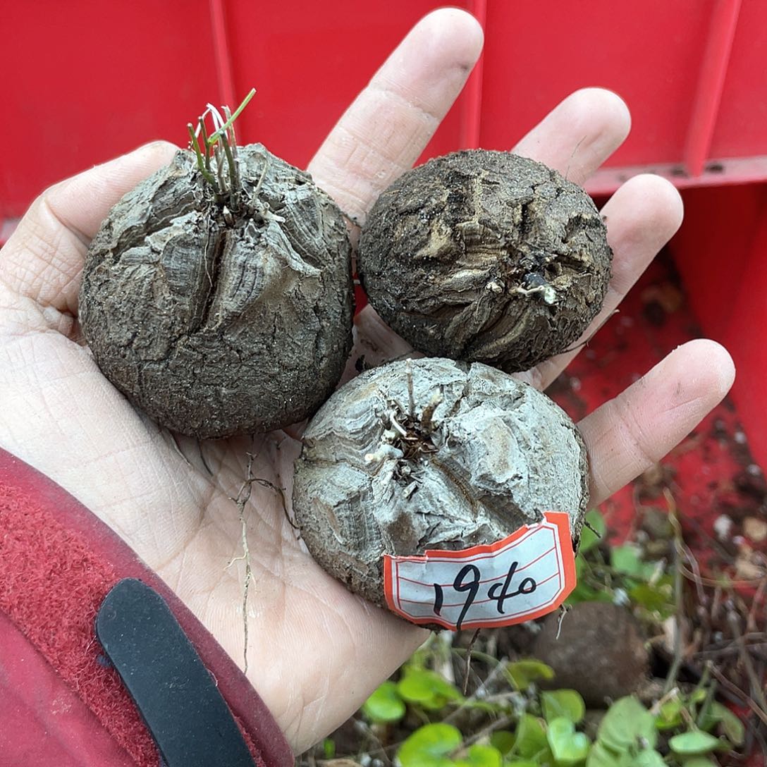 龟甲龙一物一拍1940号3颗