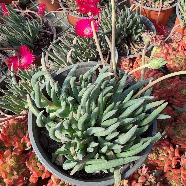 奔龙多肉植物精品