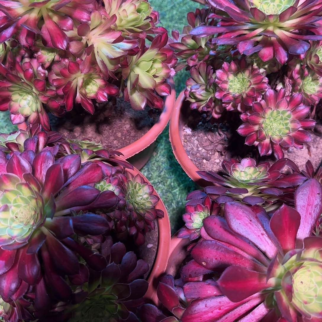 用****1多肉植物冰铜4棵1456