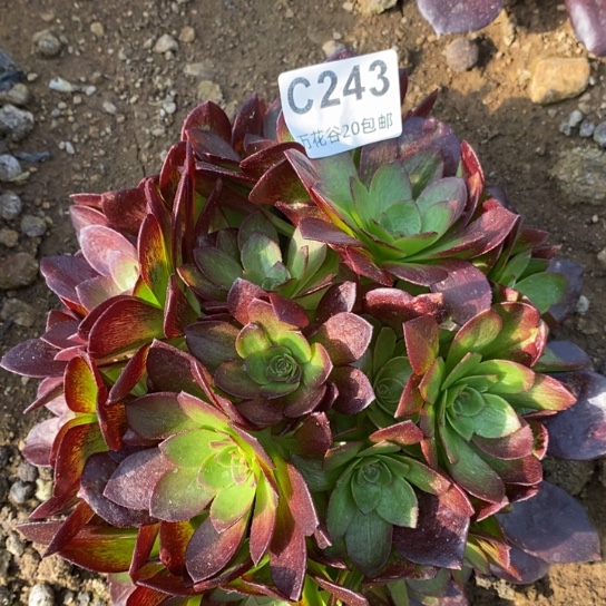 243赤焰莲多肉植物