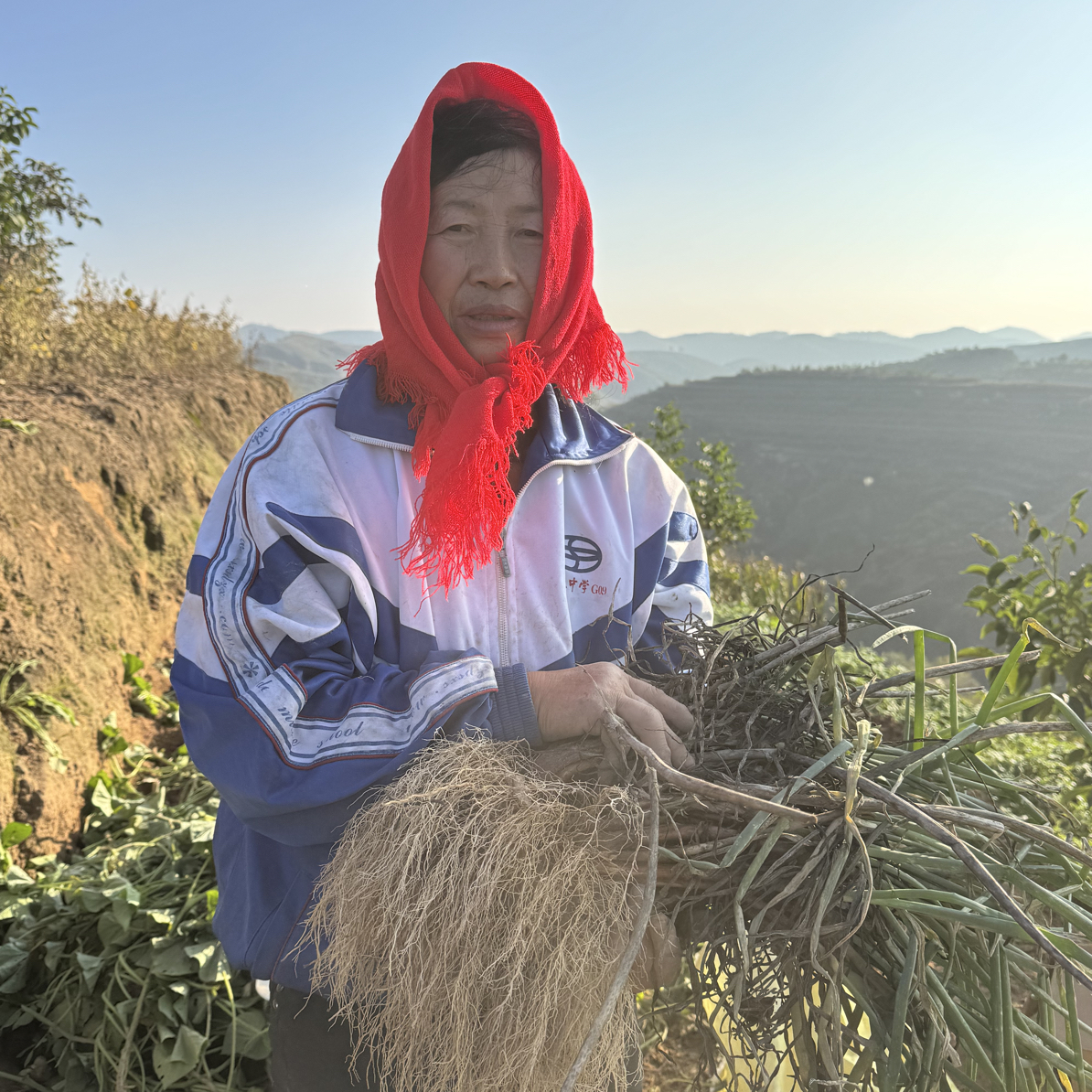 【陕北红葱】老妈种的山地鸡粪红葱 （小娟家）