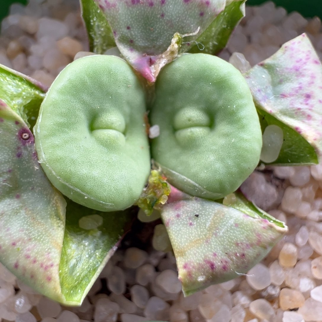 230优选SSW贝特嘴双头绝绝子