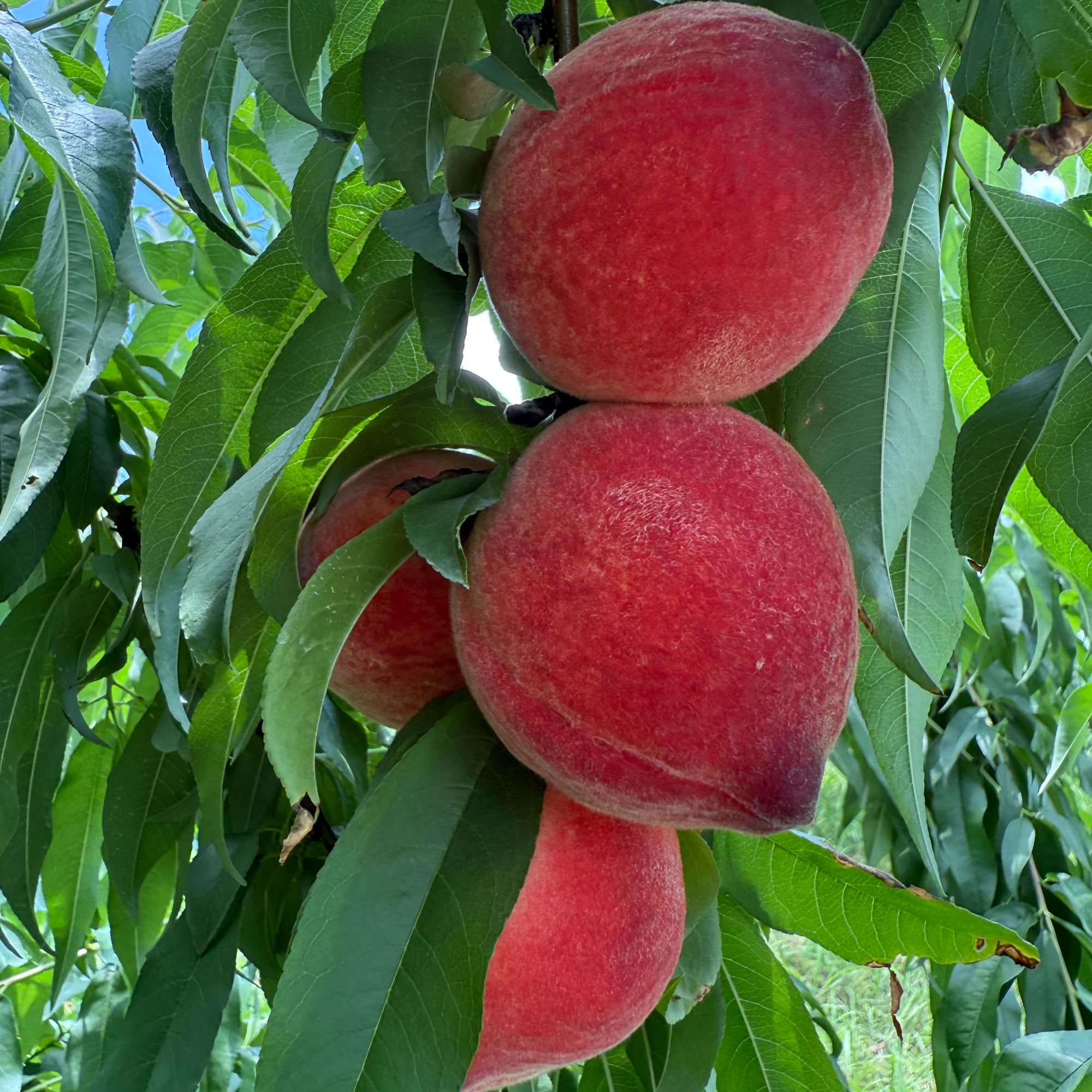 村姑阿香贵州大山种植梦歌田园水蜜桃新鲜现摘红桃