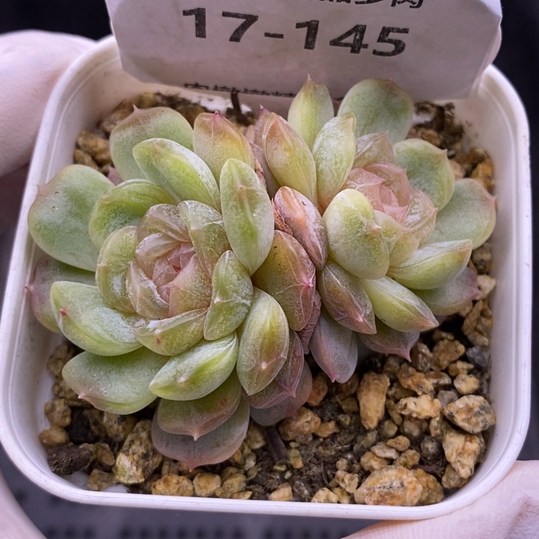 【闪购商品】17-145