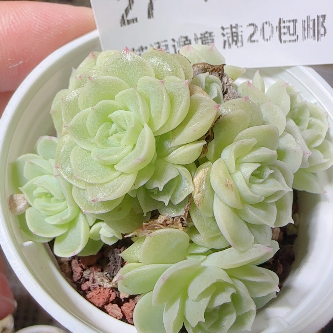 花语逸镜1112-27散