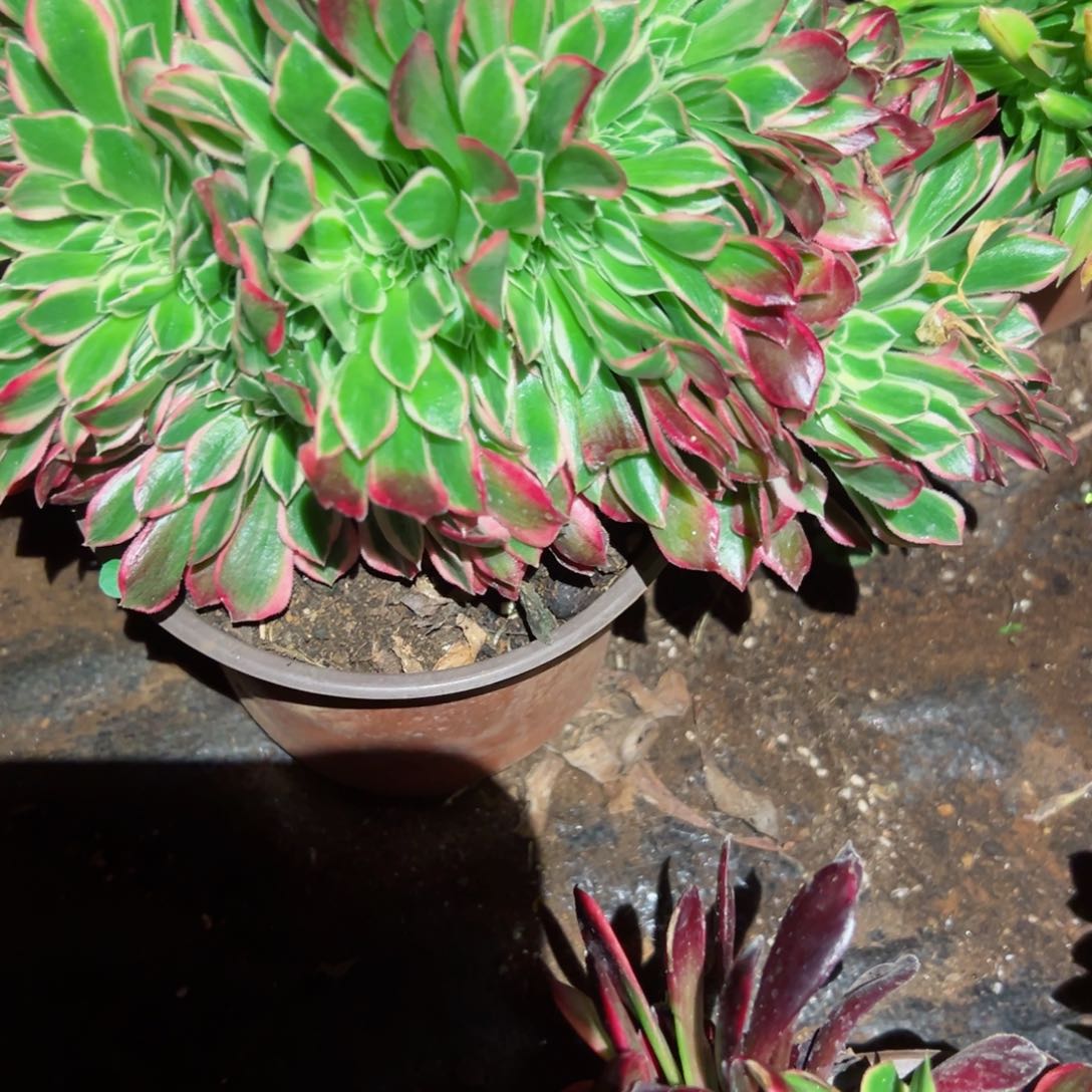 210 号多肉植物法师新年福利