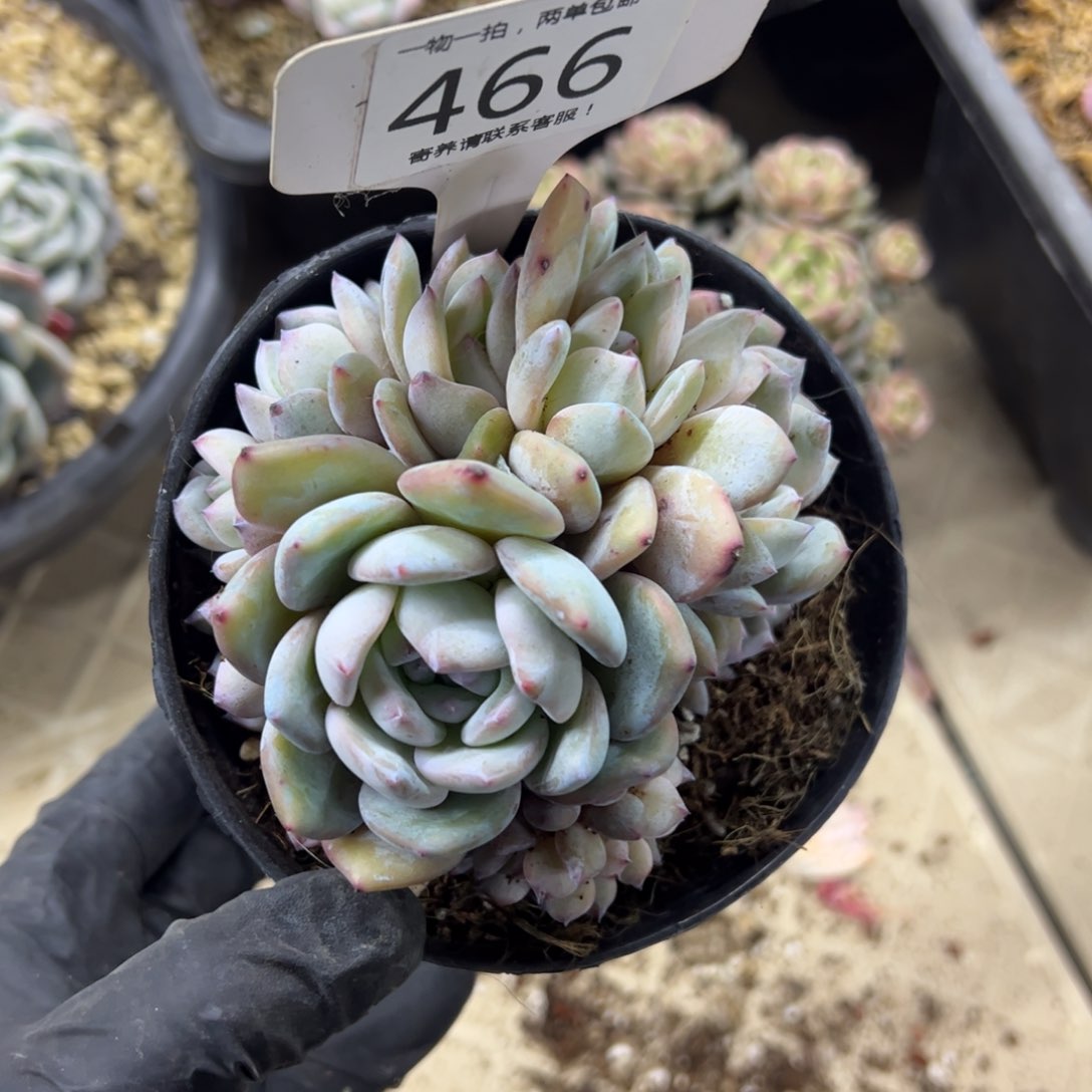 红陶反*序466号多肉植物