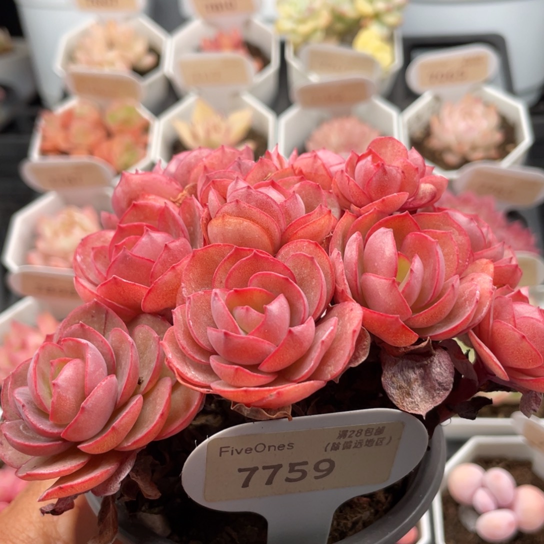 秀妍7759-13.0厘米