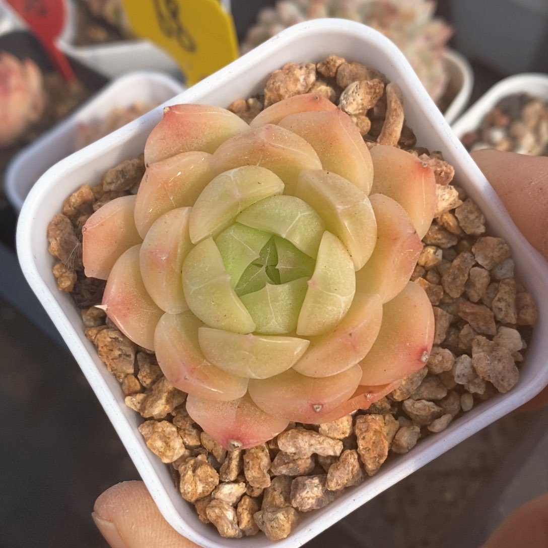 精品多肉一物一拍不包整31