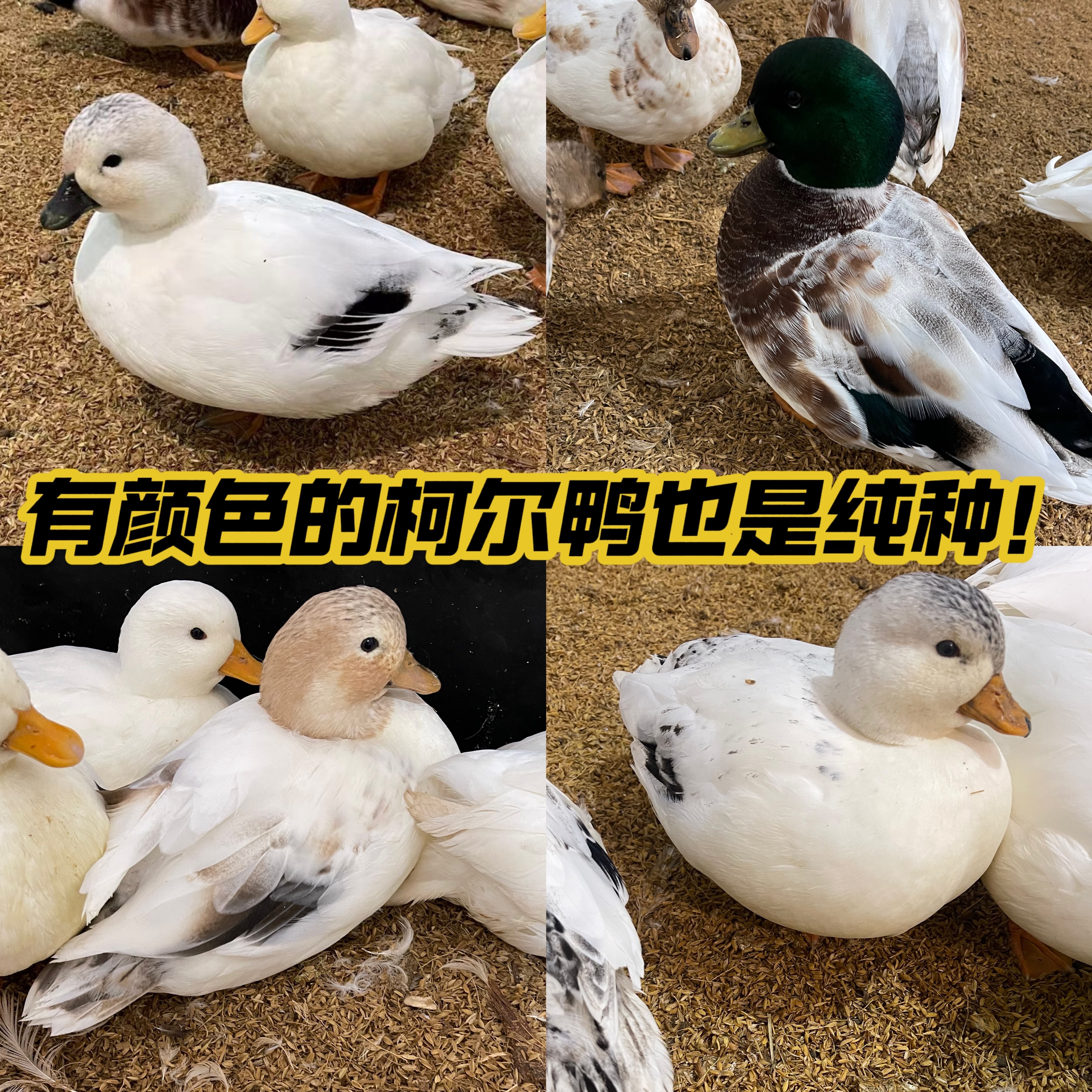 小王朝科尔鸭异色宠物鸭柯尔鸭黑围兜淡化奶盖可达鸭幼苗鸭