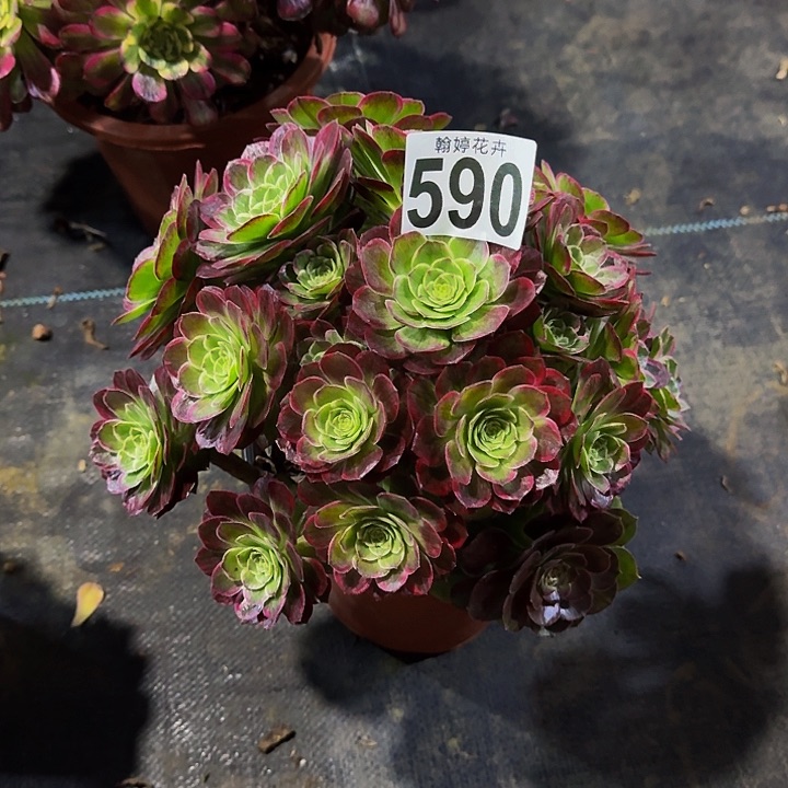 00000000590万花筒