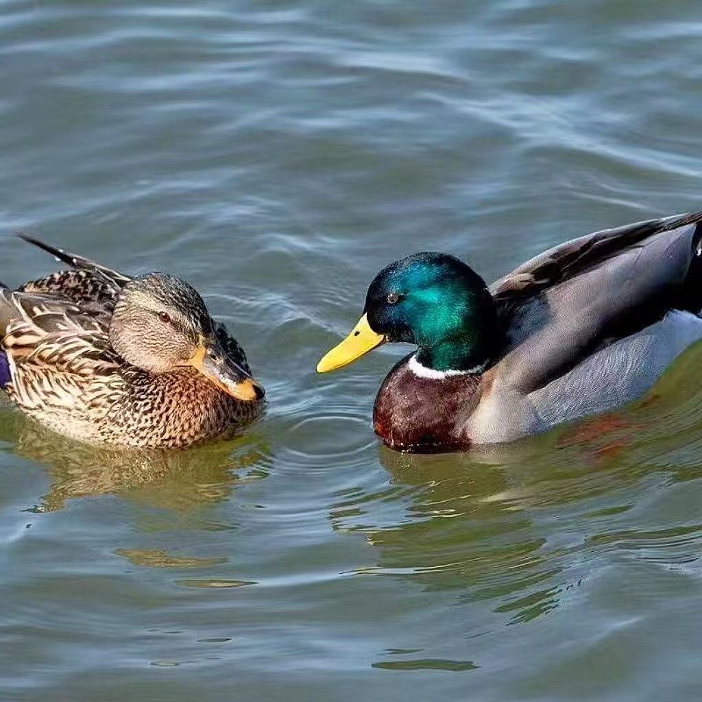 本地老鸭子肉顺丰冷链空运包邮农村自己养的老鸭子五谷杂粮