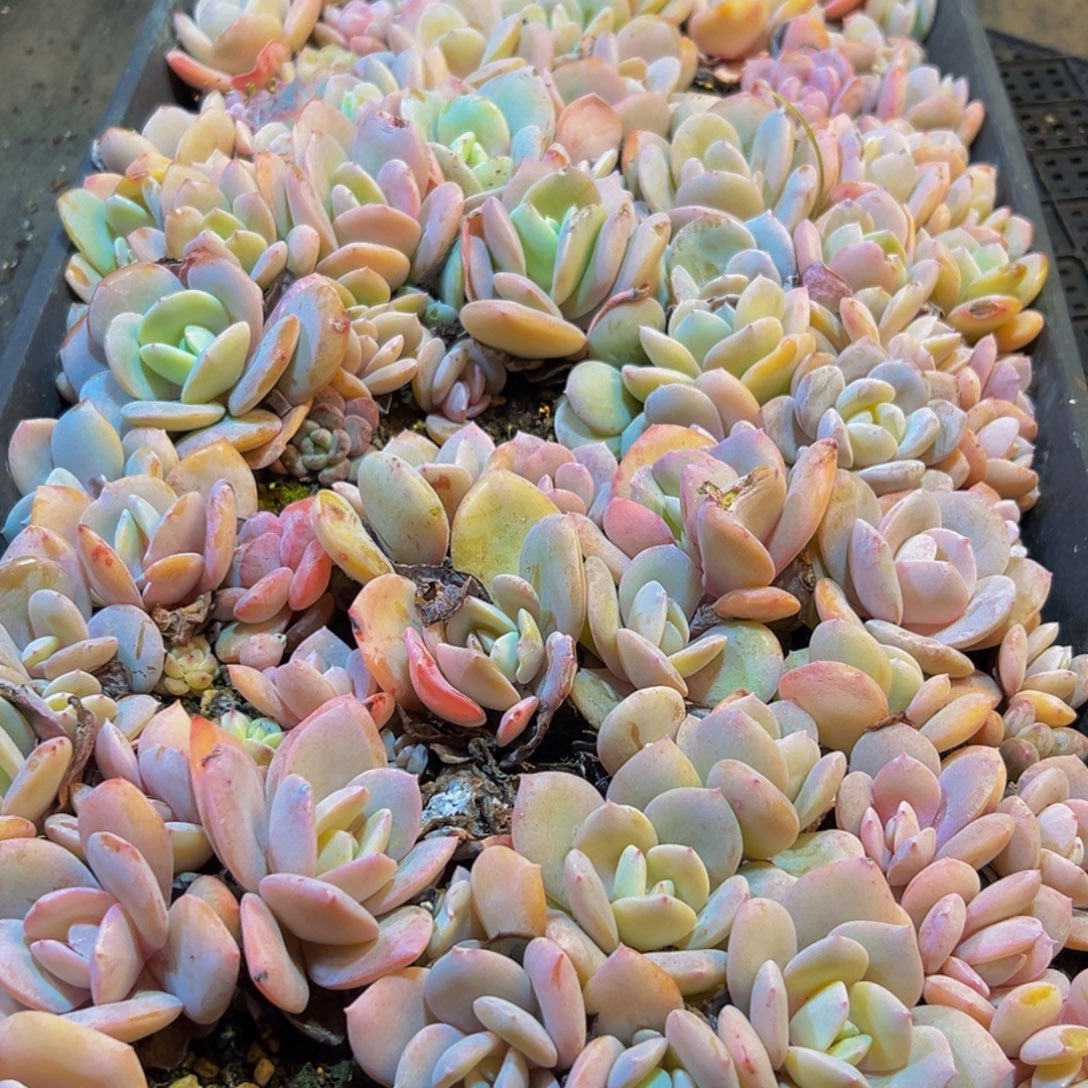 028多肉葡领导人物库资料显示。