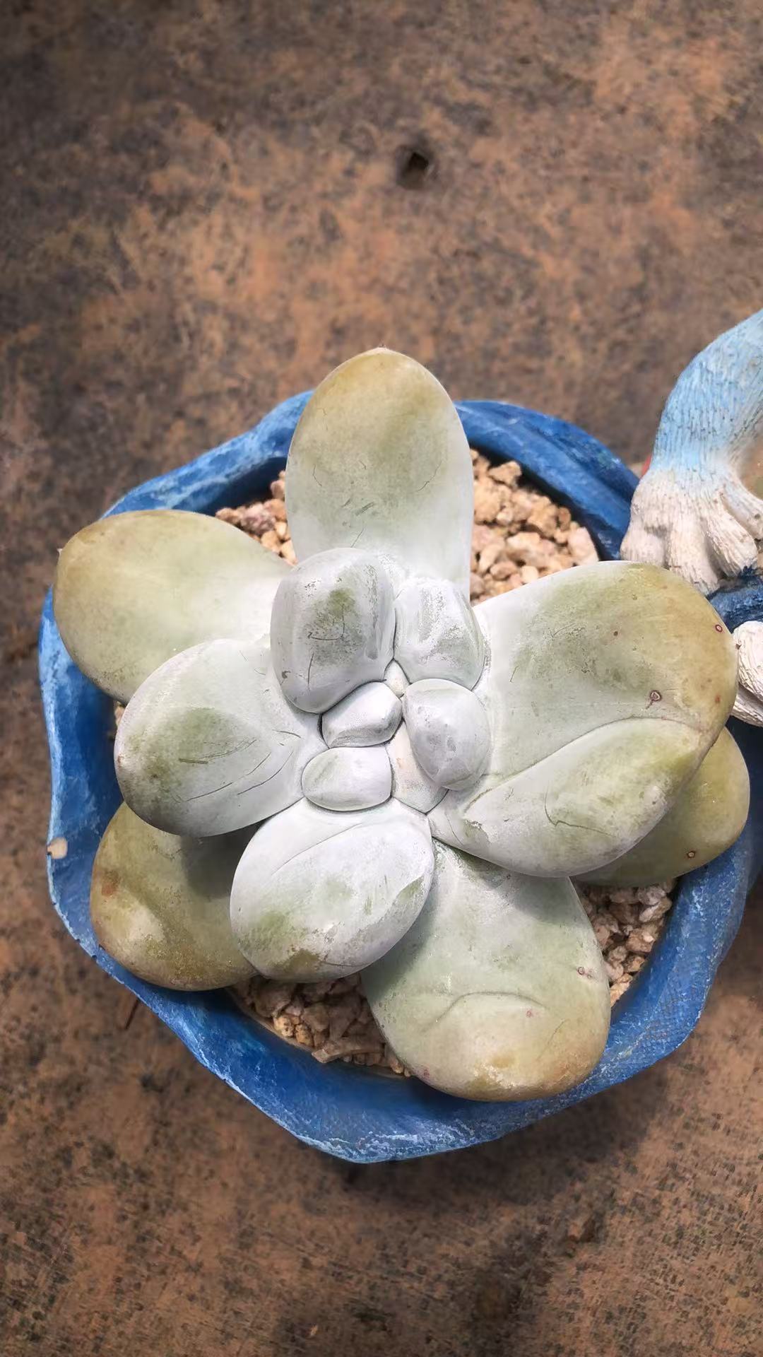 红拇指老桩精控 胖肥美 多肉