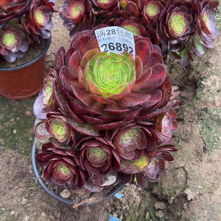 26892抹茶多肉植物