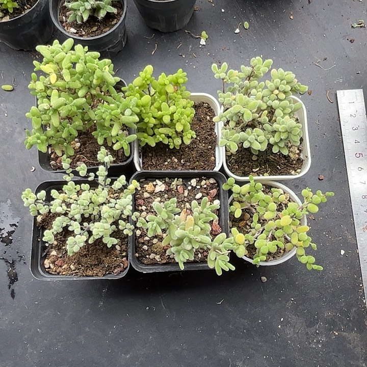 山****新手套餐6颗组合优选枝干