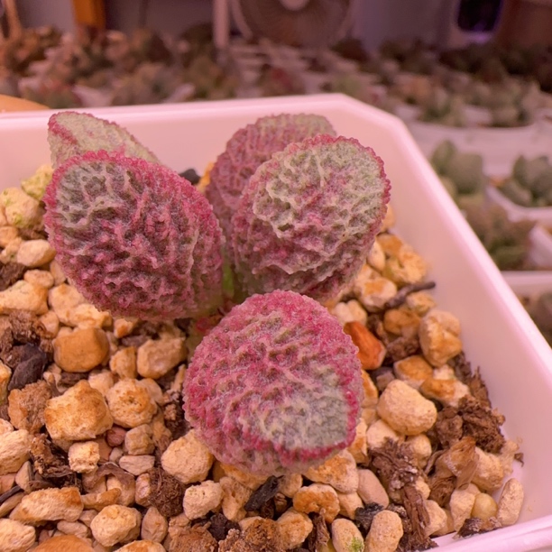 实生新品整株多肉水泡 一物一拍