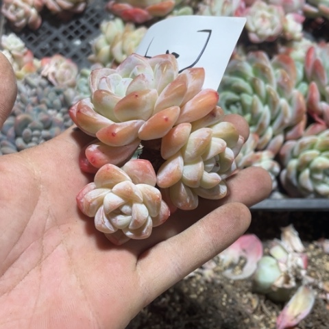 紫色专拍冰玉老桩3头