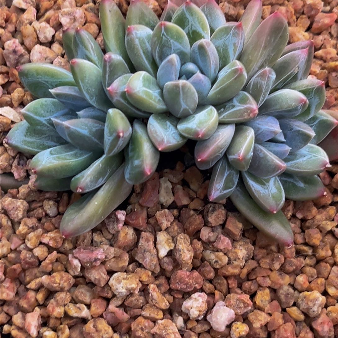 2326下午多肉植物群生